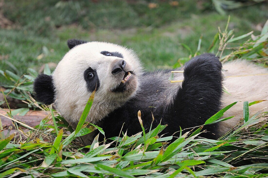 China, Sichuan, Chengdu, Bifengxia Panda Base Chengdu Research Base of Giant Panda Breeding, Giant panda eating bamboo