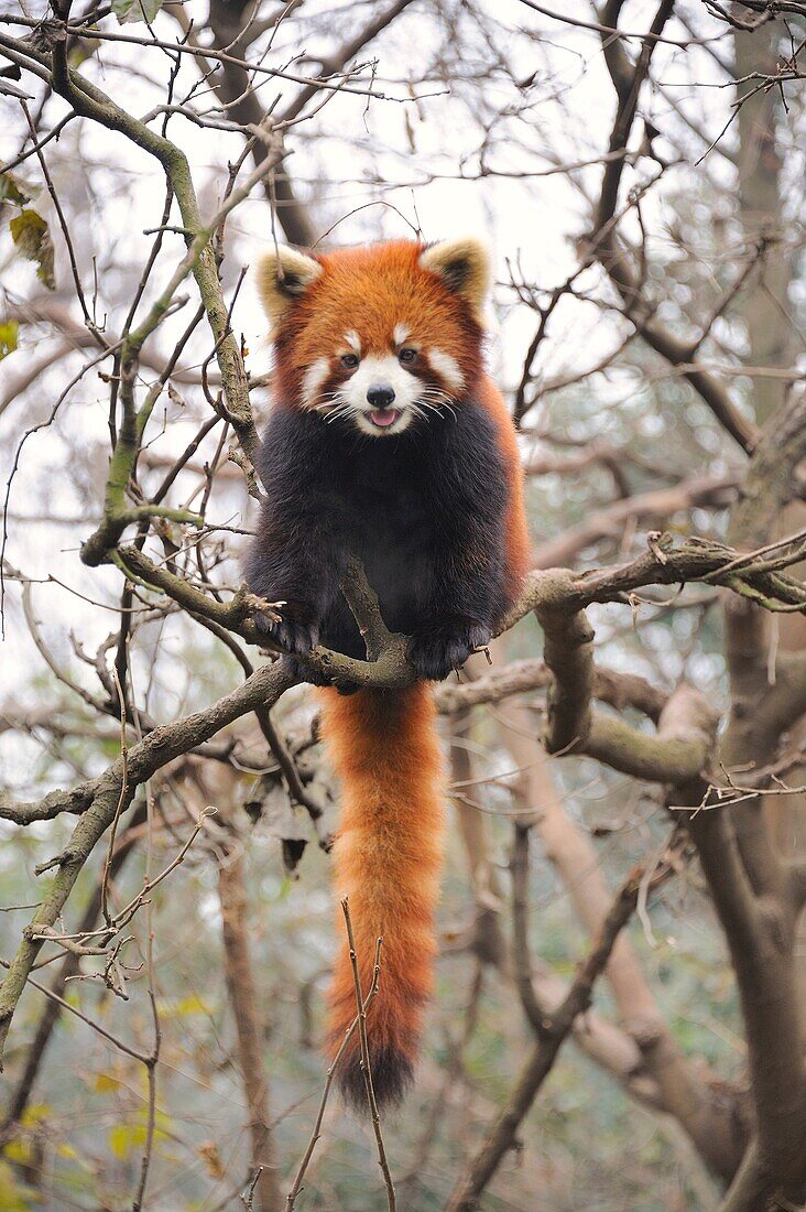 China, Sichuan, Chengdu, Bifengxia Panda Base Chengdu Research Base of Giant Panda Breeding, Red panda
