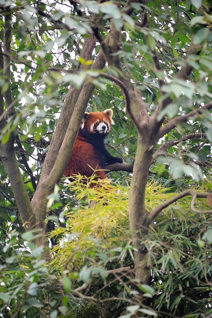 China, Sichuan, Chengdu, Bifengxia Panda Base Chengdu Research Base of Giant Panda Breeding, Red panda