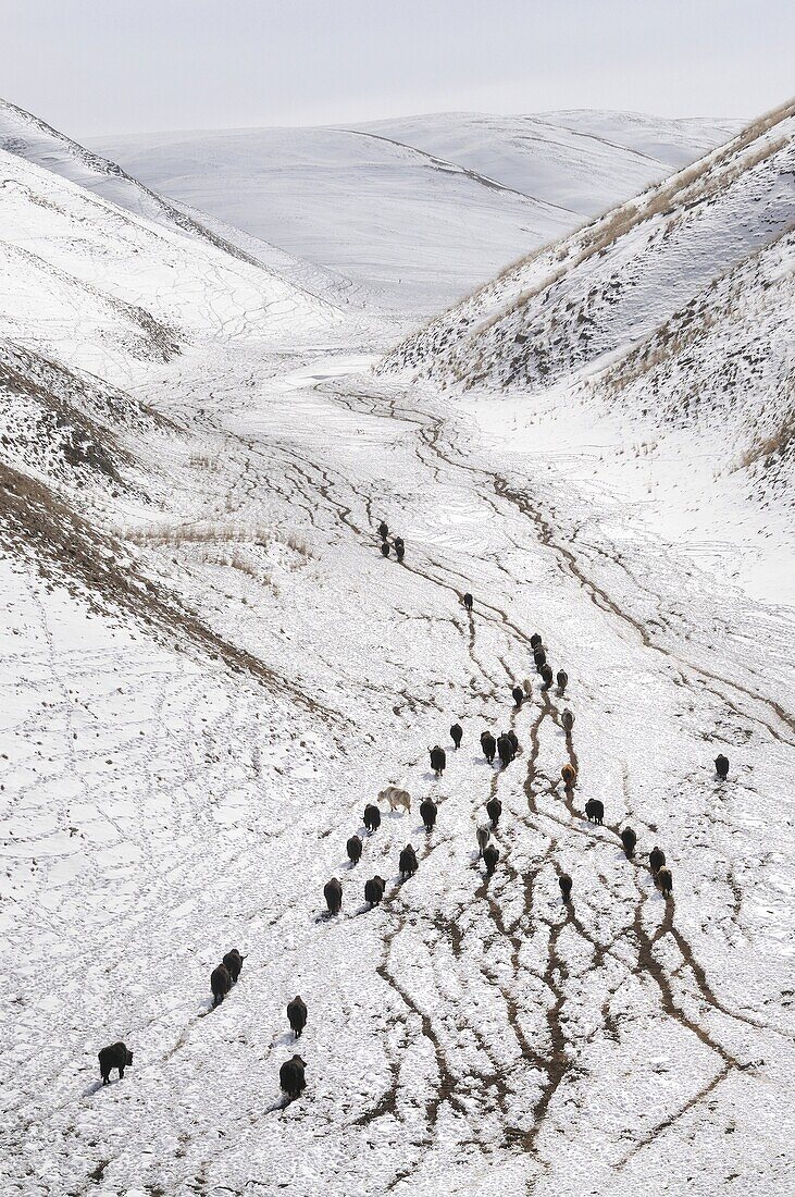 China, Gansu, Amdo, Xiahe county, Yak herd
