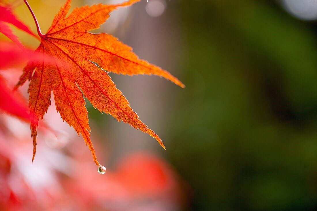 Rain drops about to fall from the tips of fall leaves