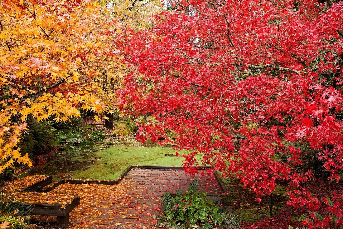 Fall colors brighten a cloudy, wet Seattle, Washington day