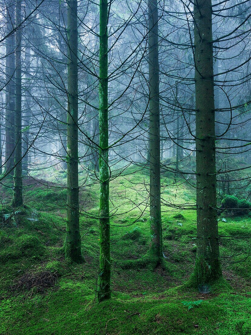 Stockhill Forest in the Mendip Hills near Priddy, Somerset, England, UK