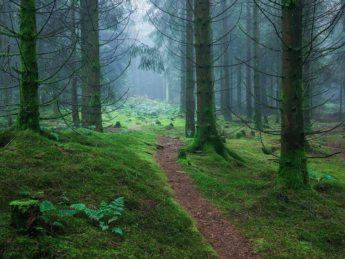Misty scene in a forest at autumn time  Stockhill Forest, Mendip Hills, Somerset, England