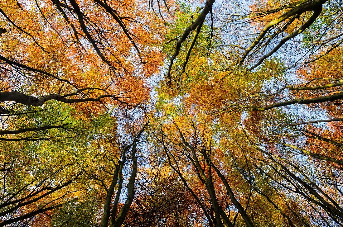 Beech Trees in a woodland displaying their autumn colour  Prior´s Wood, Portbury, North Somerset, England