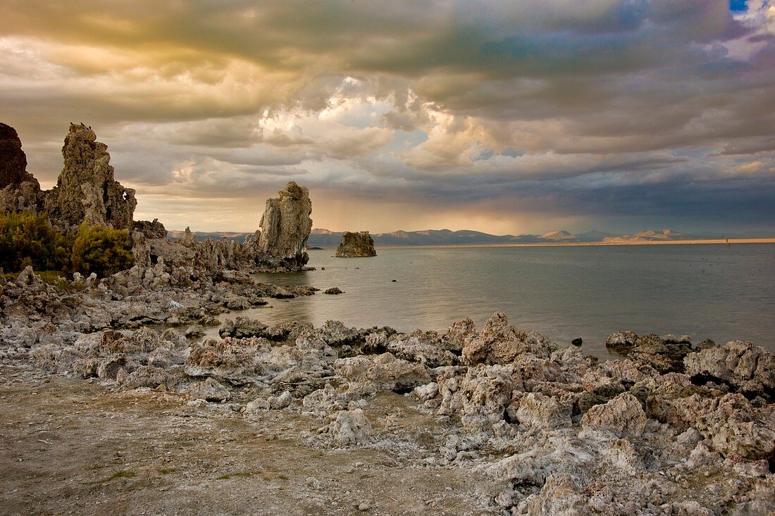 Tufa deposits and columns and their flora on the lakeside of Mono Lake