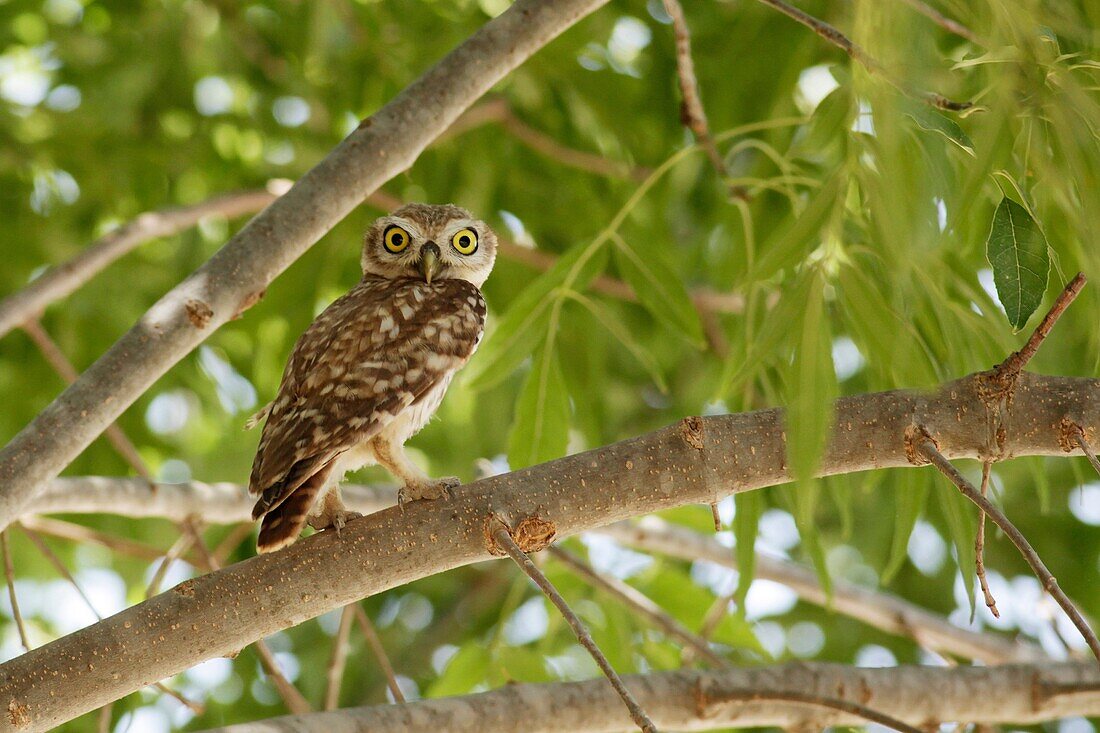 The Little Owl Athene noctua in a tree This small owl reaches up to 25 centimetres in lengt Photographed in Israel in July