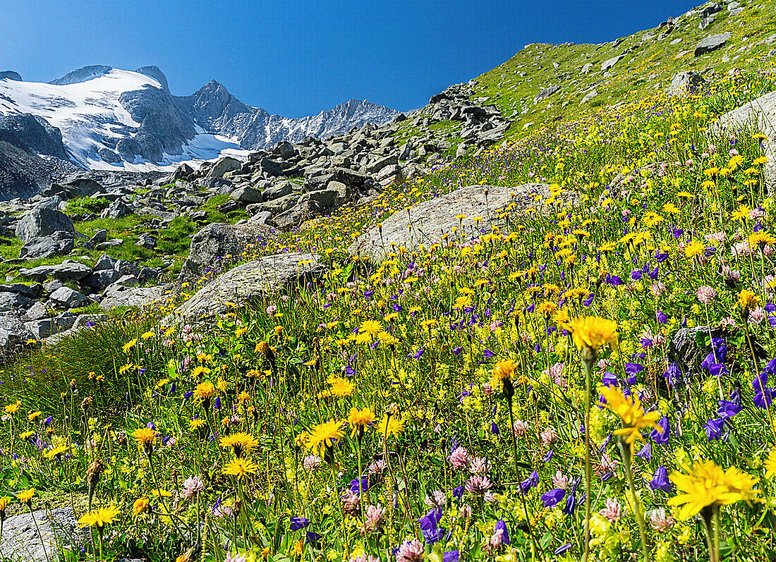 The Reichenspitz Mountain Range in the Zillertal Alps in the National Park Hohe Tauern  Wildflower meadow, in the background Mount Gabler and Mount Reichen Spitze with the glacier Wildgerlos Kees  The National Park Hohe Tauern is protecting a high mountai