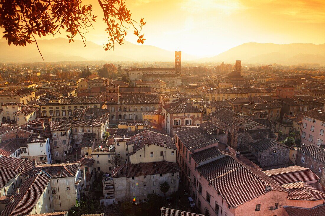 Cityscape of Lucca from Guinigi Tower, Lucca, Tuscany, Italy