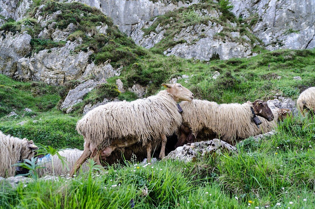 Sheepherd in the Asturias Mountain, Onis Valley, Spain