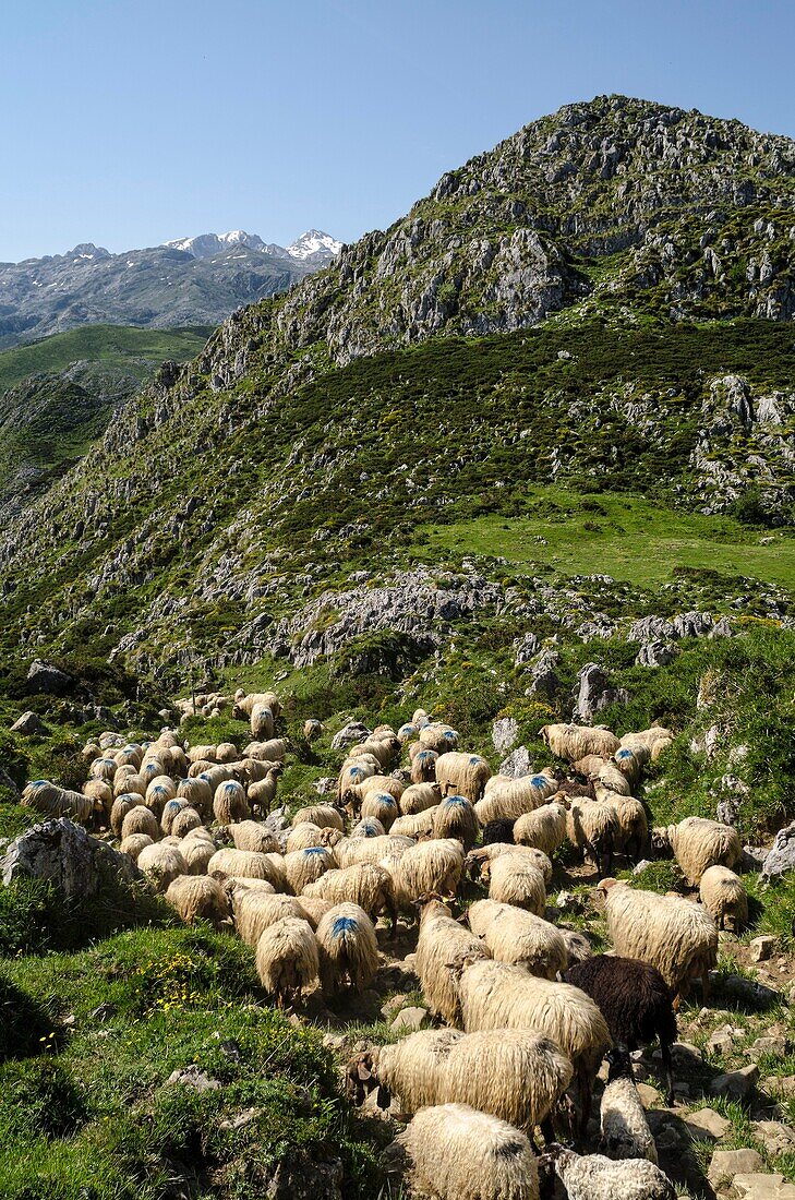 Sheepherd in the Asturias Mountain, Onis Valley, Spain