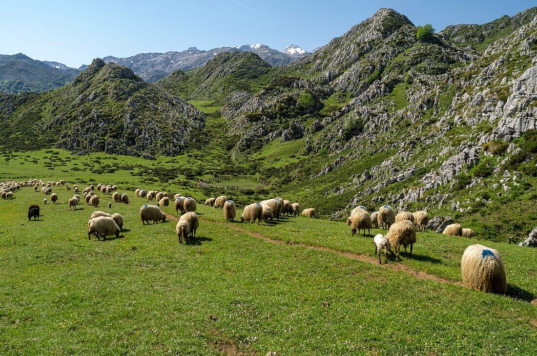 Sheepherd in the Asturias Mountain, Onis Valley, Spain