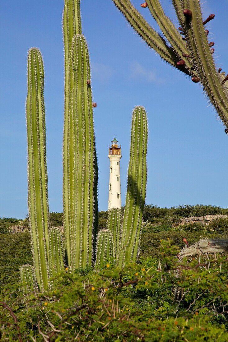 California Lighthouse Framed by Cactus of Aruba