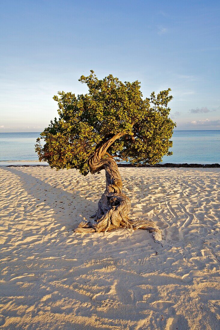Early Morning Light on the National Tree of Aruba - The Divi Divi Tree