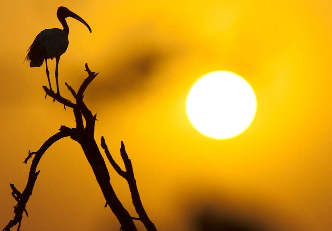 Keoladeo or Keoladeo Ghana National Park previously Bharatpur Bird Sanctuary Bharatpur Rajasthan India