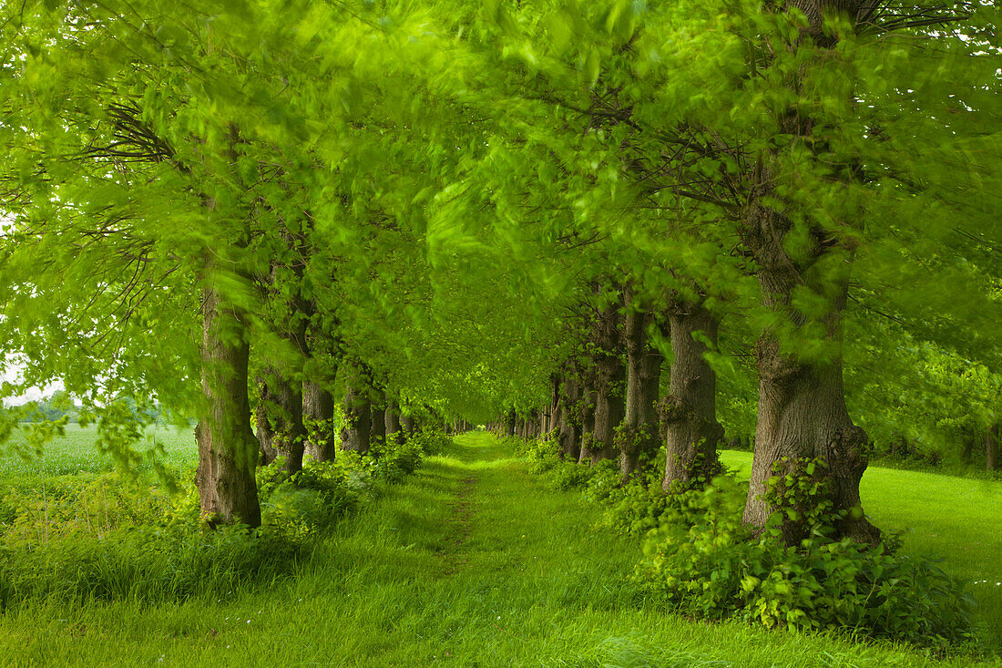 Alley of lime trees, Haseldorfer Marsch, Schleswig-Holstein, Germany