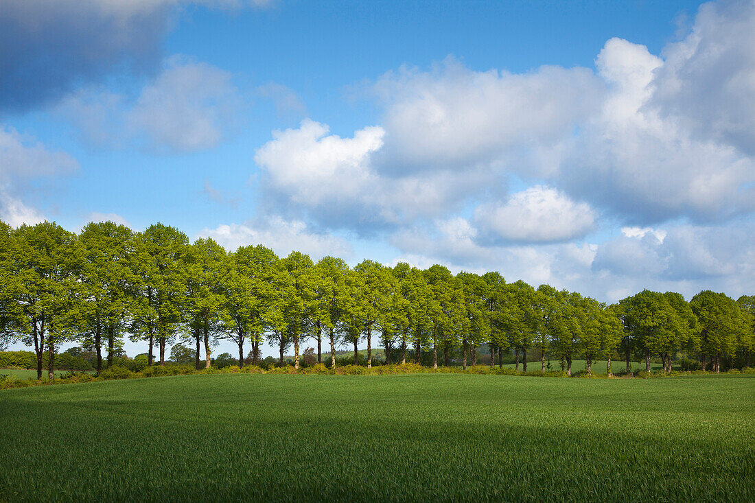 Lindenallee, Holsteinische Schweiz, Schleswig-Holstein, Deutschland