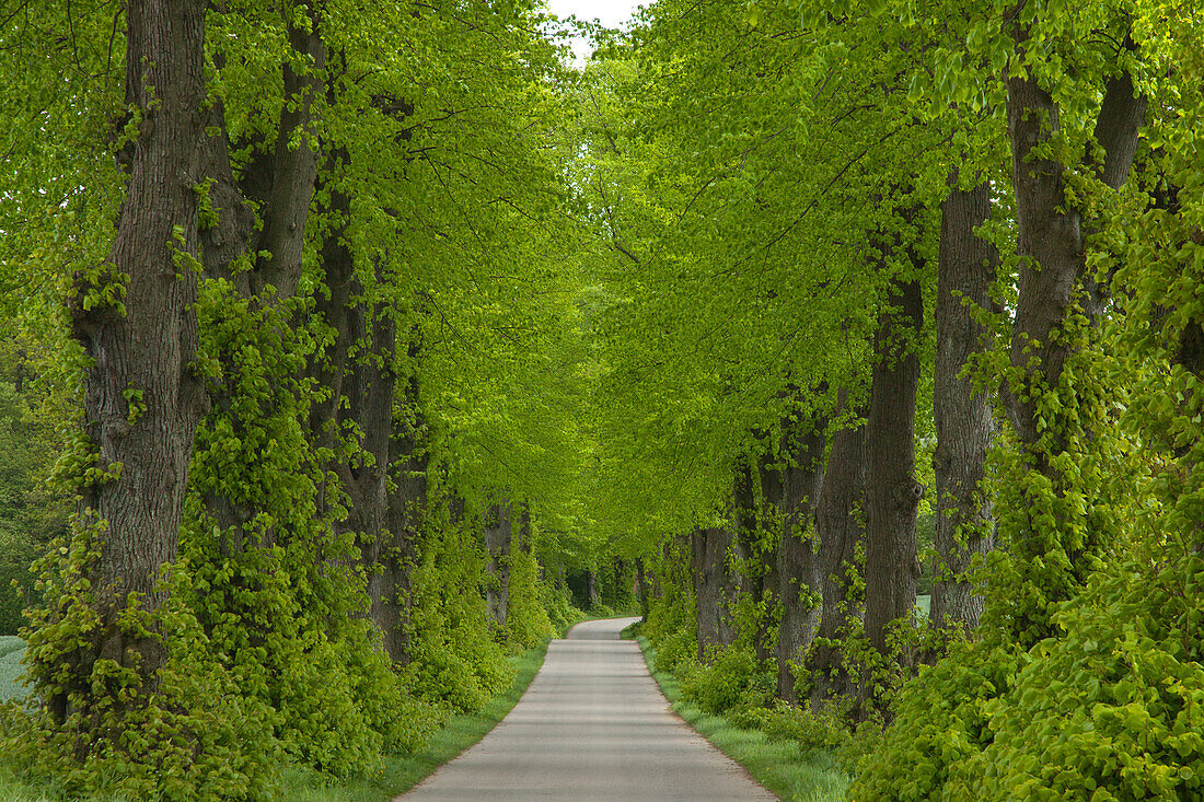 Lindenallee, Holsteinische Schweiz, Schleswig-Holstein, Deutschland