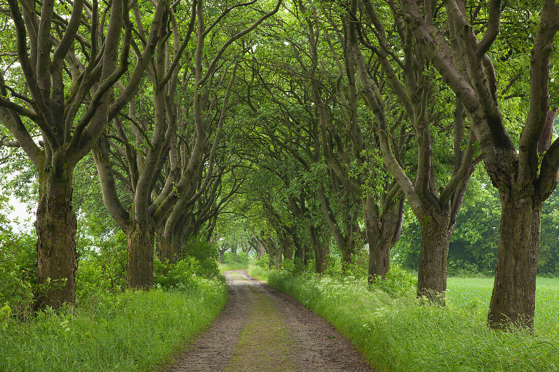 Mehlbeerallee, bei Kefferhausen, Eichsfeld, Thüringen, Deutschland