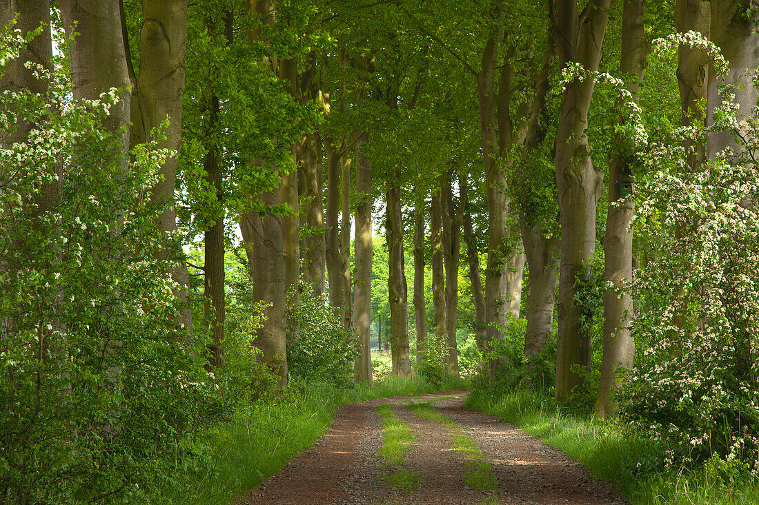 Alley of beach trees, Oldenburger Munsterland, Lower Saxony, Germany