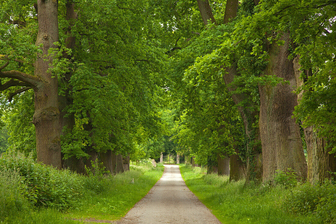 Alley of oak trees, Teutoburger Wald, North Rhine-Westphalia, Germany