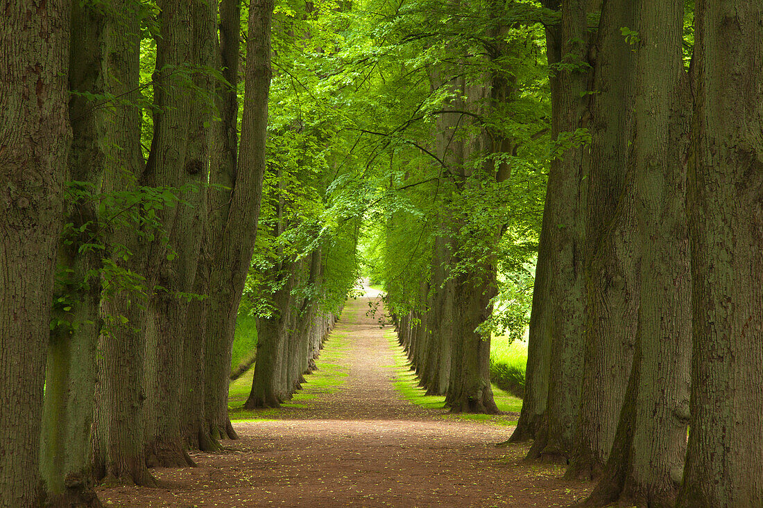 Alley of lime trees, Bad Pyrmont, Lower Saxony, Germany