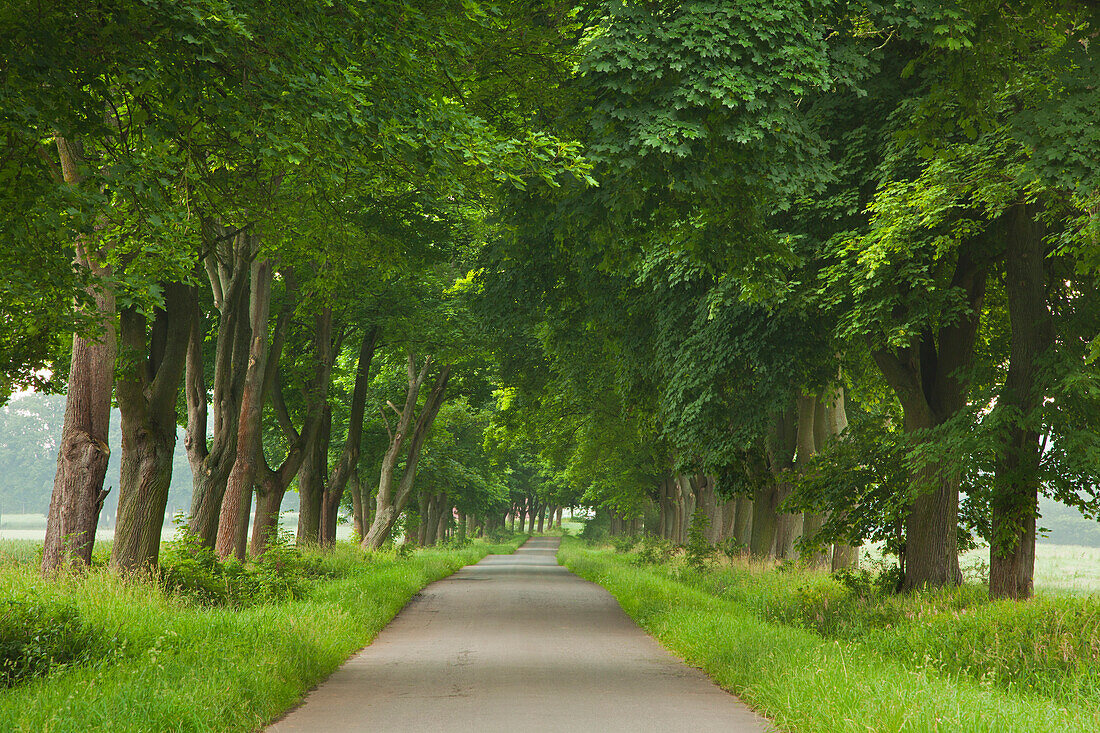 Ahornallee, Reinhardswald, Hessen, Deutschland