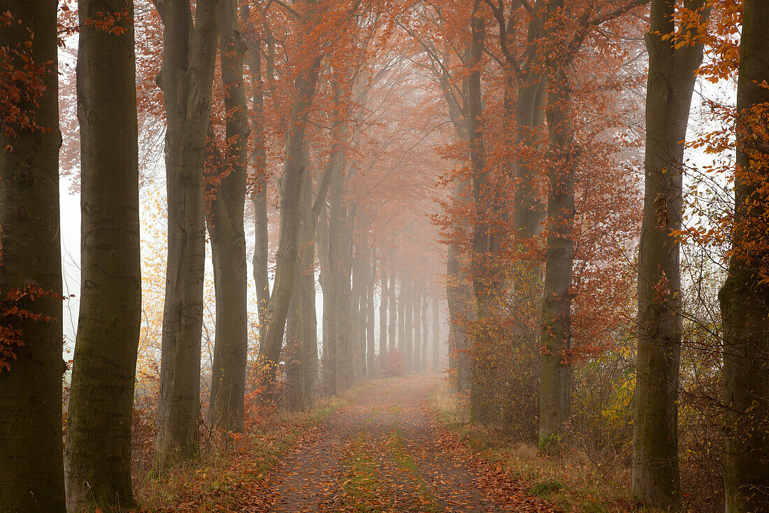 Alley of beech trees, Oldenburger Munsterland, Lower Saxony, Germany