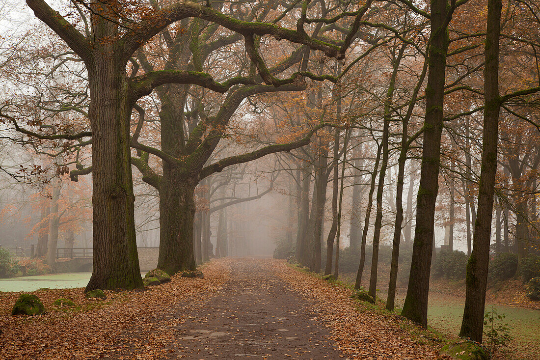 Alley of oak trees, Oldenburger Munsterland, Lower Saxony, Germany