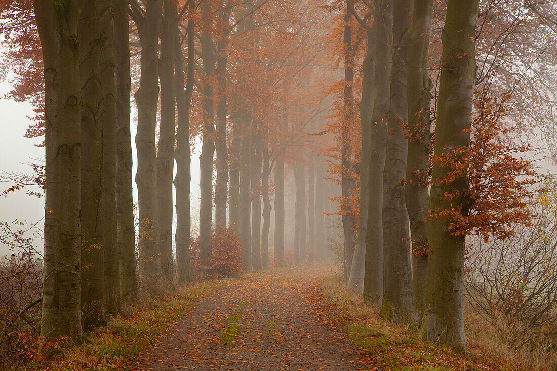 Buchenallee, Oldenburger Münsterland, Niedersachsen, Deutschland