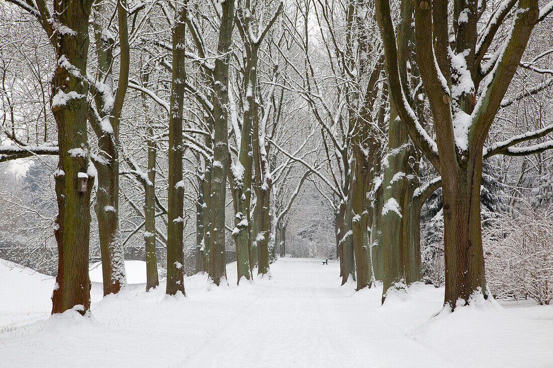 Alley of ash trees, Dortmund, North Rhine-Westphalia, Germany