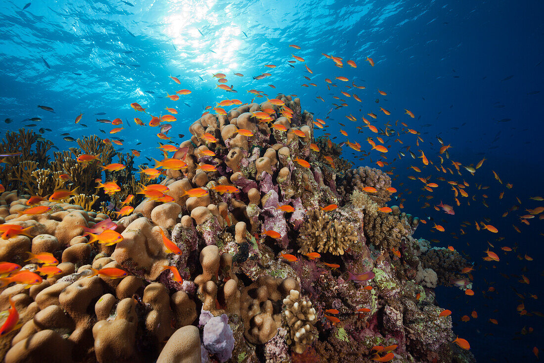 Harems Fahnenbarsche am Riff, Pseudanthias squamipinnis, St Johns, Rotes Meer, Ägypten