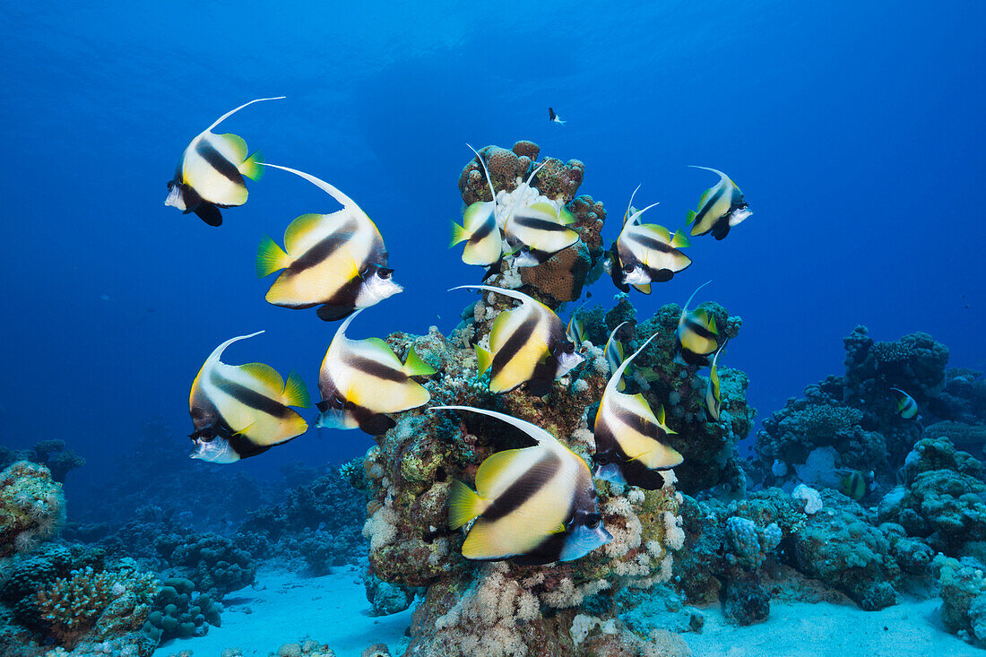 Shoal of Red Sea Bannerfish, Heniochus intermedius, Shaab Claudio, Red Sea, Egypt