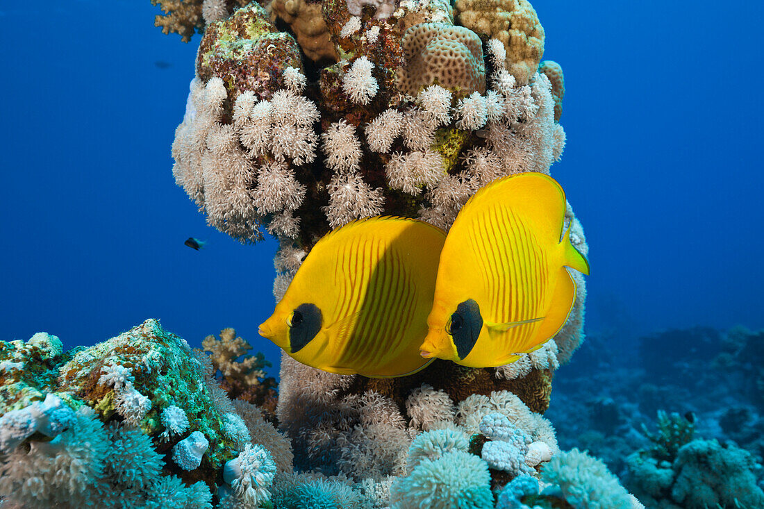 Paar Masken Falterfische, Chaetodon semilarvatus, Zabargad, St Johannes Insel, Rotes Meer, Ägypten