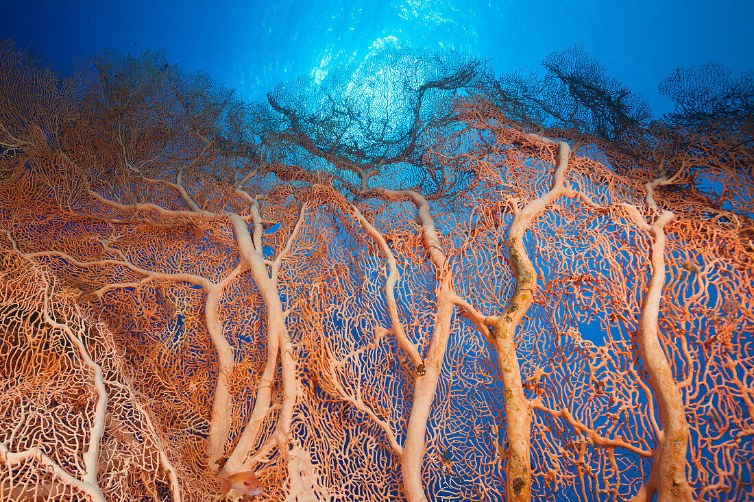 Giant Seafan, Melithaea sp, Elphinstone, Red Sea, Egypt