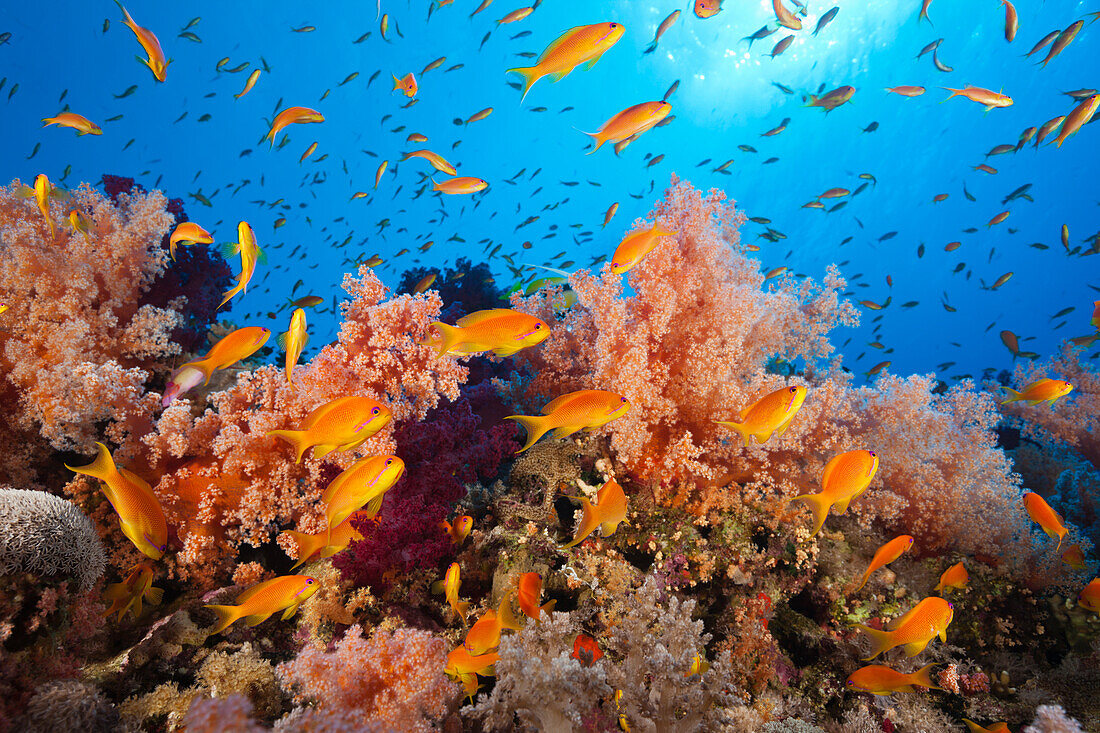 Lyretail Anthias over Reef, Pseudanthias squamipinnis, Zabargad, St Johns, Red Sea, Egypt