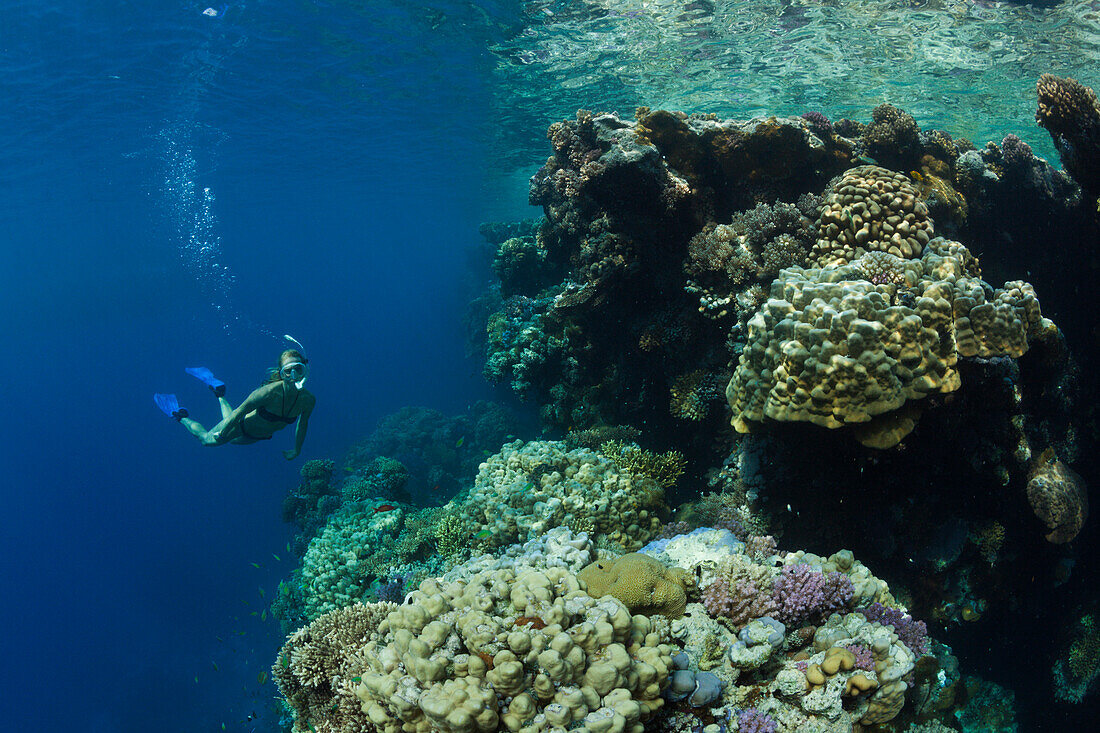 Skin Diving in Red Sea, Zabargad, Red Sea, Egypt