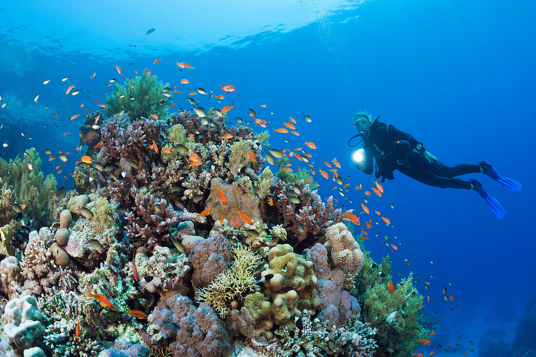 Scuba Diving in, Zabargad, St Johns, Red Sea, Egypt