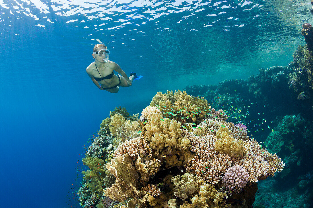 Schnorcheln im Roten Meer, Zabargad, Rotes Meer, Ägypten