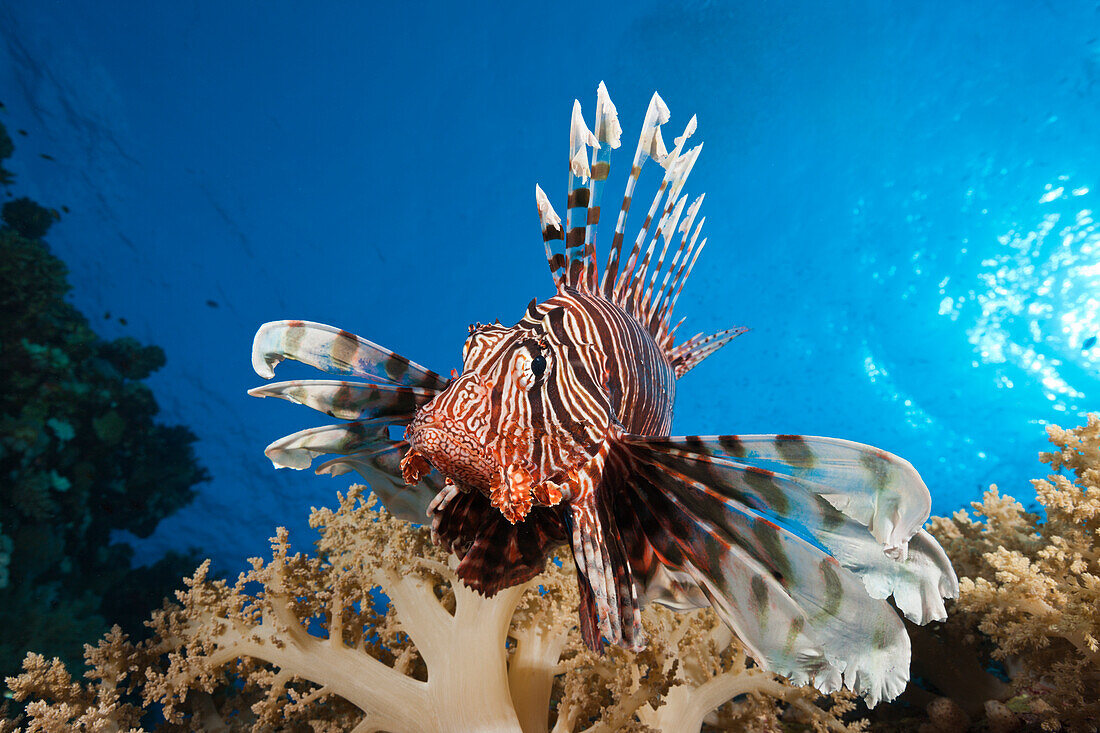 Lionfish over Coral Reef, Pterois miles, Elphinstone, Red Sea, Egypt