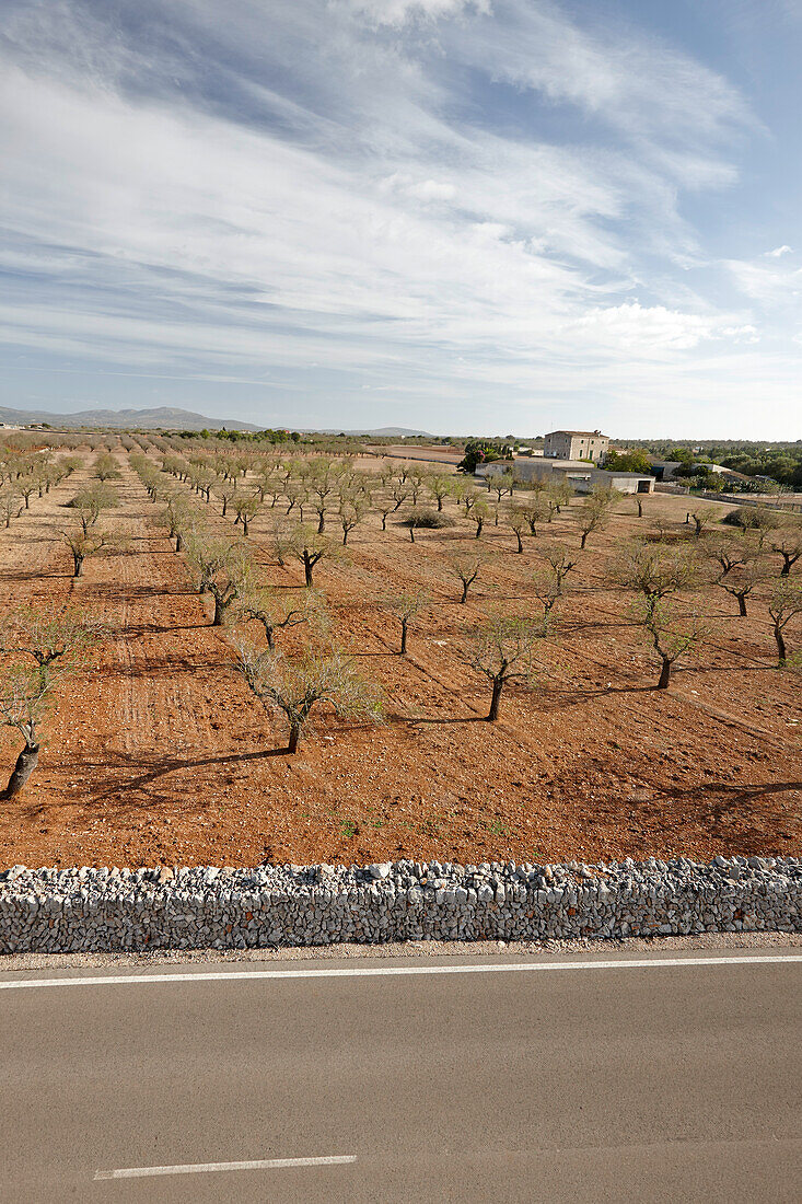 Mandelbäume einer Finca, an Landstraße MA-3400 bei Santa Margalida, nördliche Inselmitte, Mallorca, Balearen, Spanien