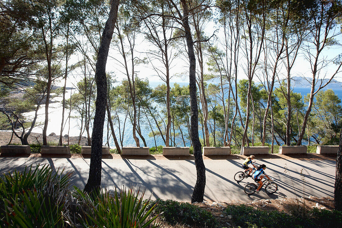 Coastal road through pine tree forest, leading to S'Illot chapel, view over Playa S'Illot beach, Alcudia peninsula, bay of Pollenca, Mallorca, Balearic Islands, Spain