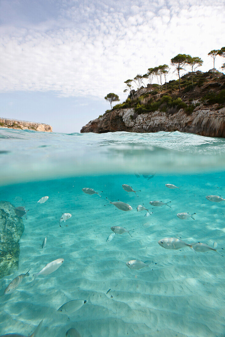 Fische im Wasser der Cala S' Amonia, Südostküste von Mallorca, Balearen, Spanien