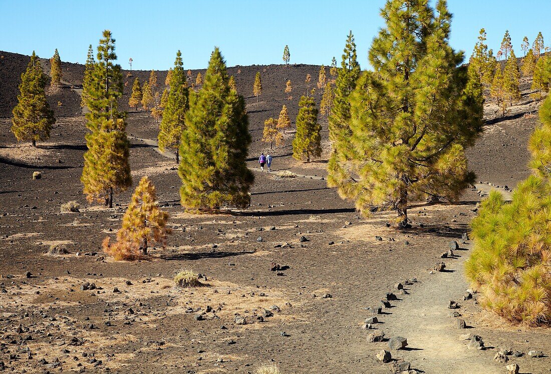 Vulkan Samara, Pinus Canariensis, Pino canario, Pico del Teide, Nationalpark El Teide, Teneriffa, Kanarische Insel, Spanien