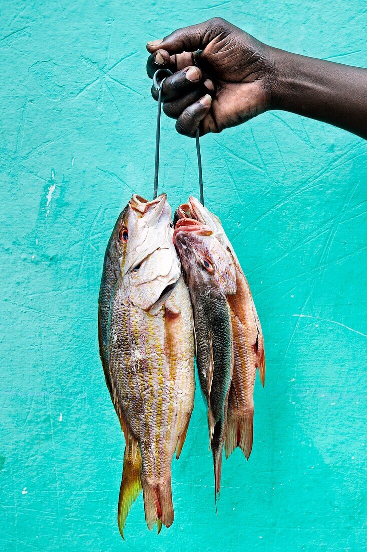 Fish, La Havana, Cuba.