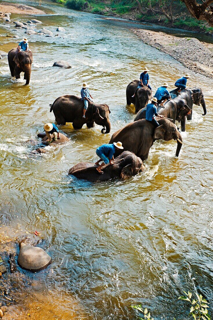 Elephants, Chiang Mai Province, Thailand.