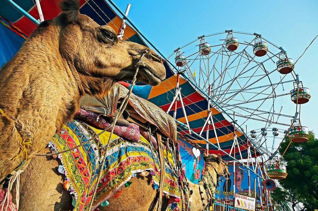 Pushkar camel fair  Pushkar  Rajasthan  India  Asia.