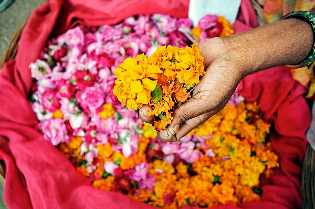 Flowers for pujas o offerings, Pushkar camel fair  Pushkar  Rajasthan  India  Asia.