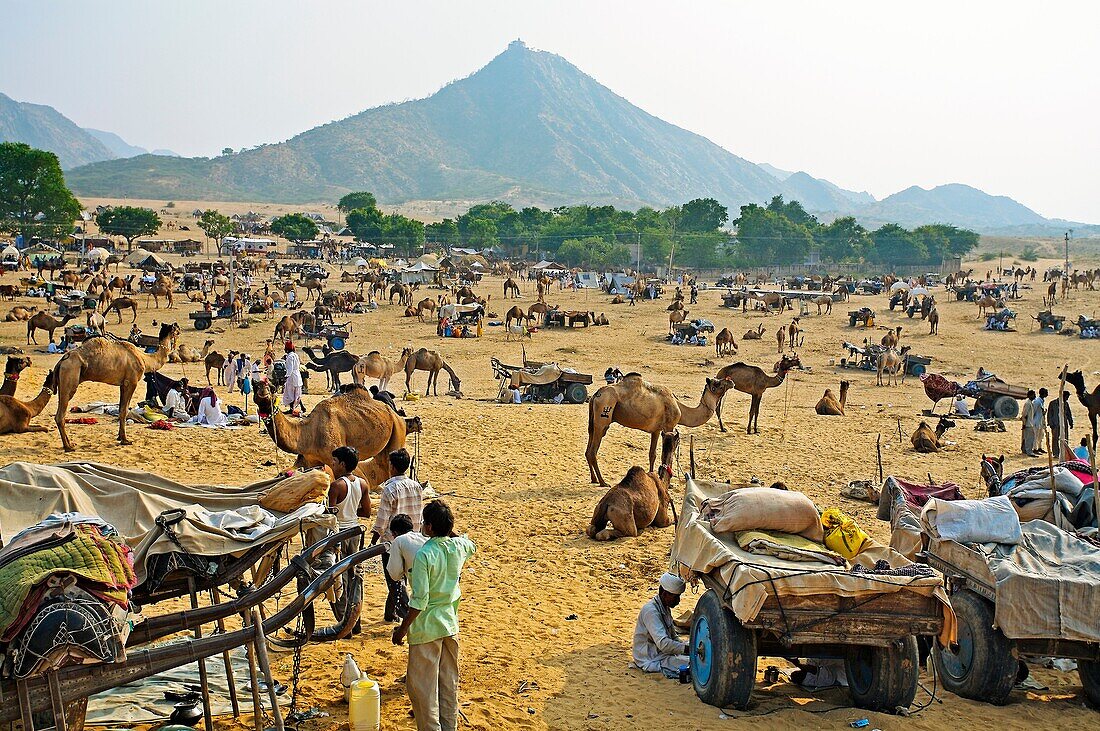 Pushkar camel fair  Pushkar  Rajasthan  India  Asia.