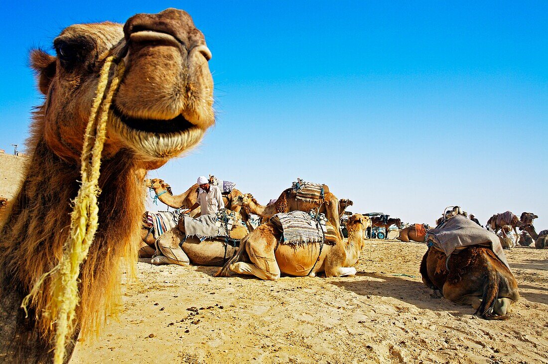 Tourists riding camels  Sahara Desert, Douz, Tunisia.